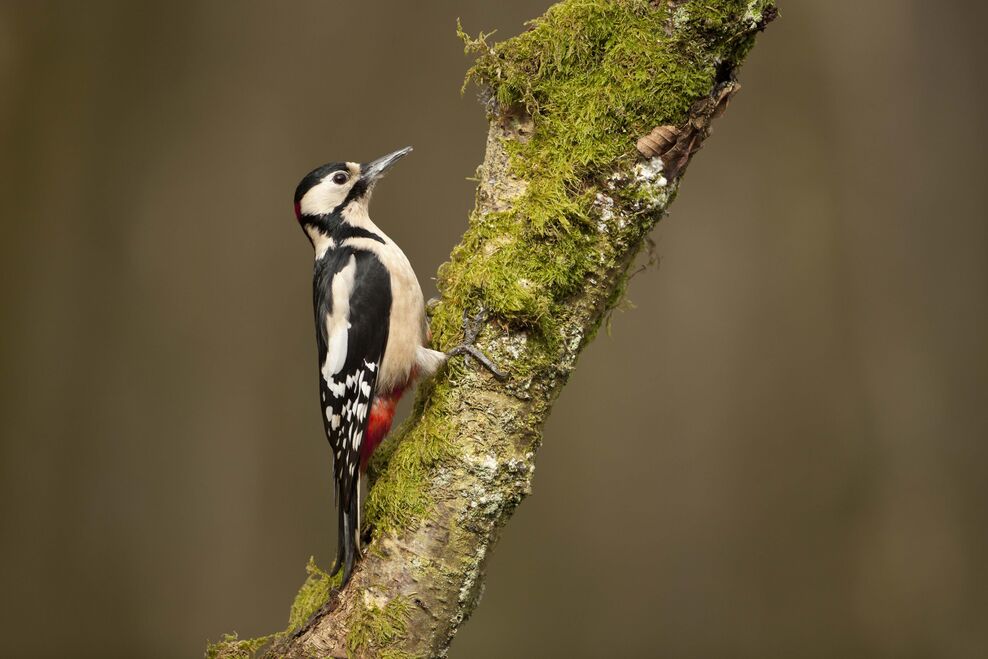 Identify UK Woodpeckers The Wildlife Trusts identify-uk-woodpeckers-the-wildlife-trusts